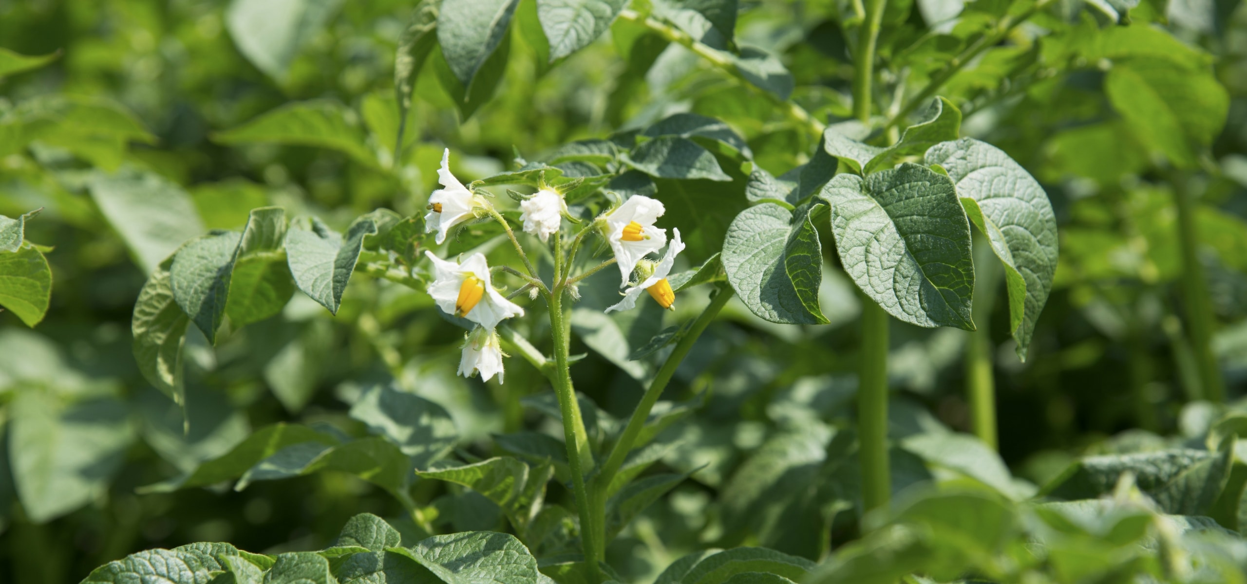 Plantar a batata-inglesa