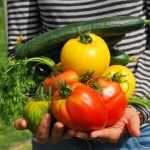 Escolhe os teus tomates: cultiva a diversidade na horta!