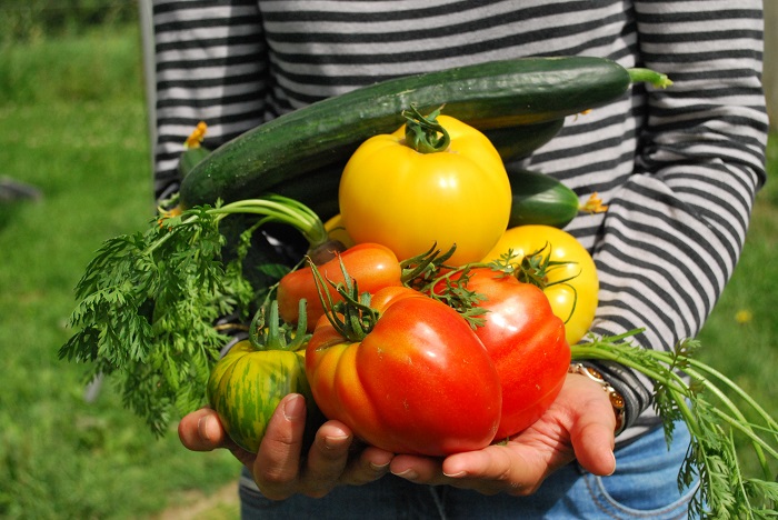 Escolhe os teus tomates: cultiva a diversidade na horta!