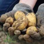 Escolher as tuas batatas-inglesas para plantar