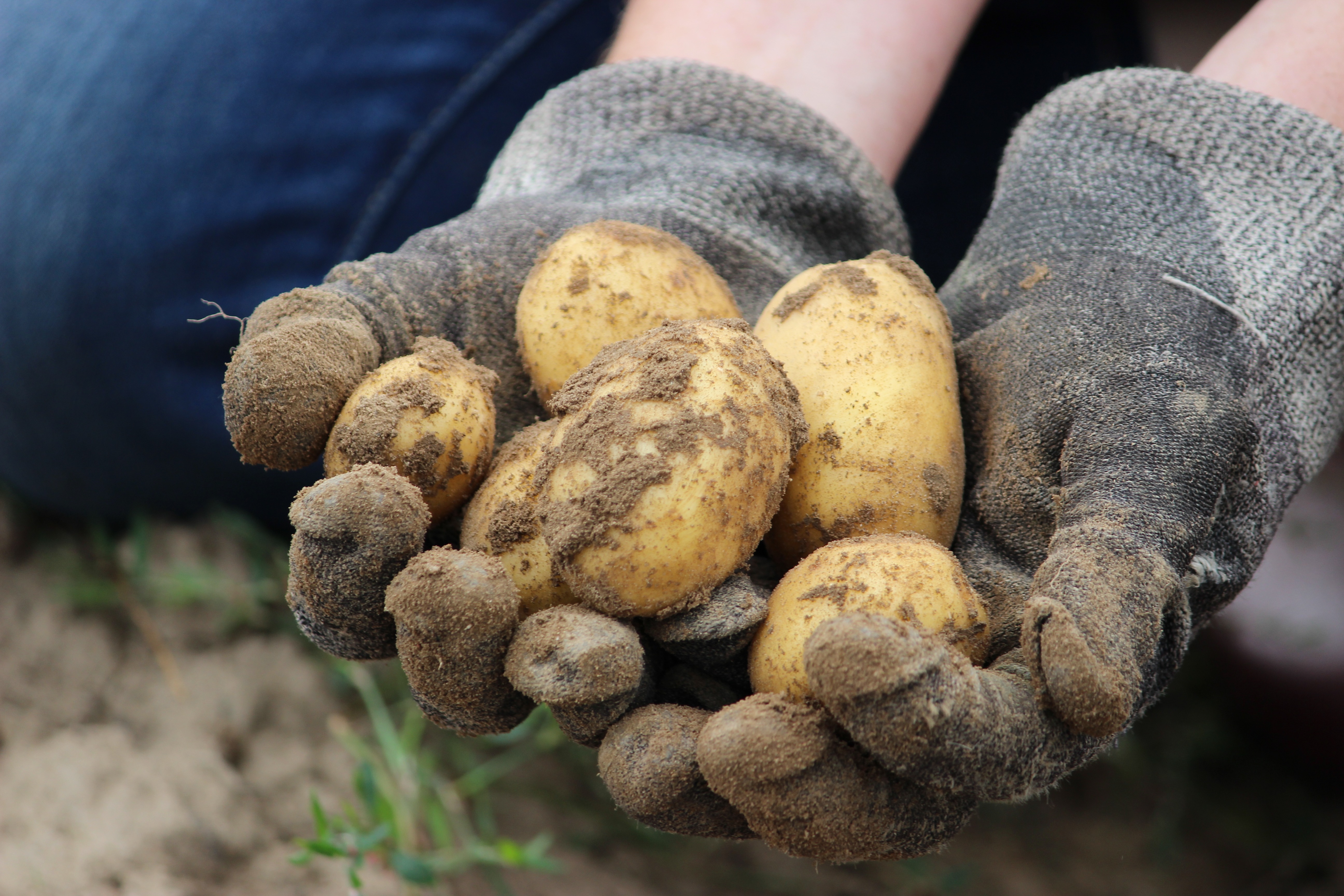 Escolher as tuas batatas-inglesas para plantar