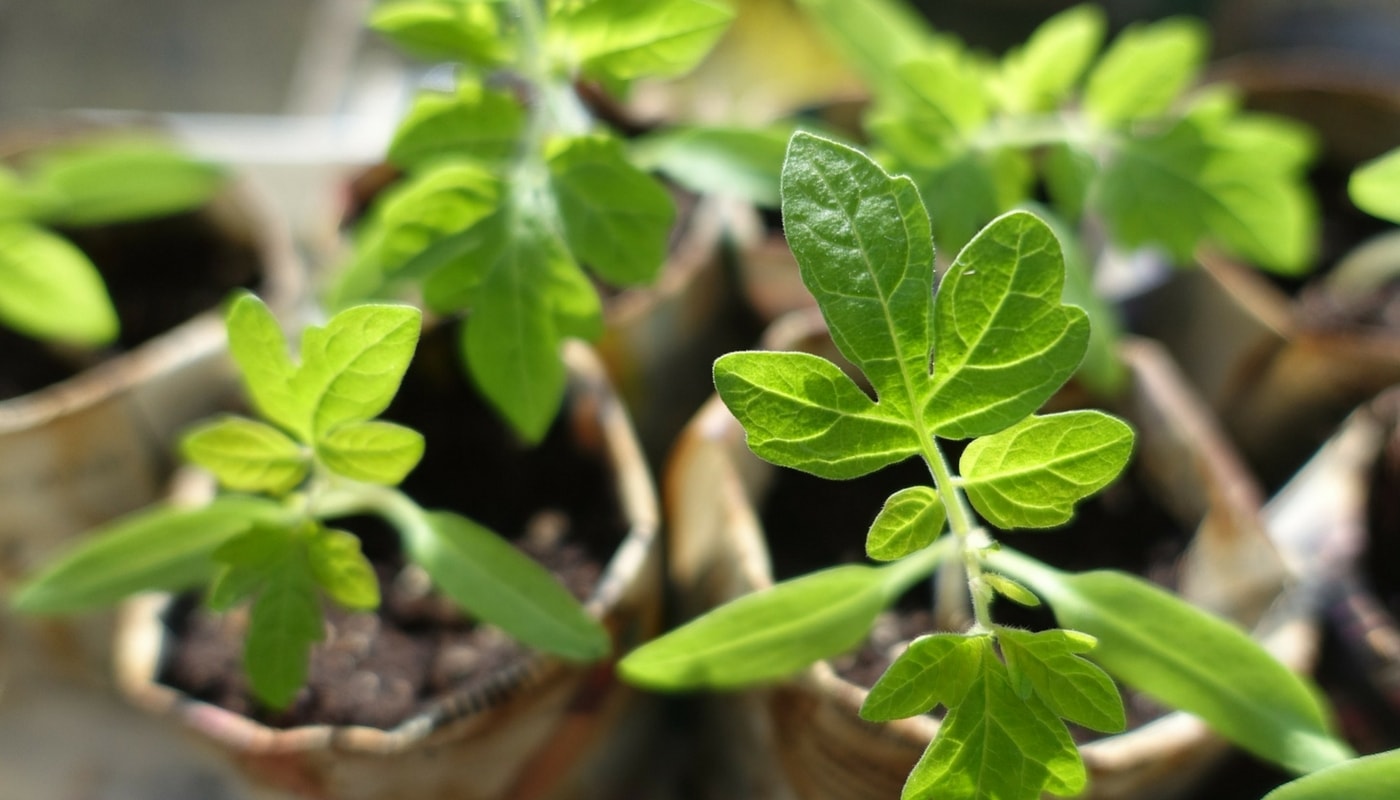 Chegou o momento ideal para semear os seus tomates!