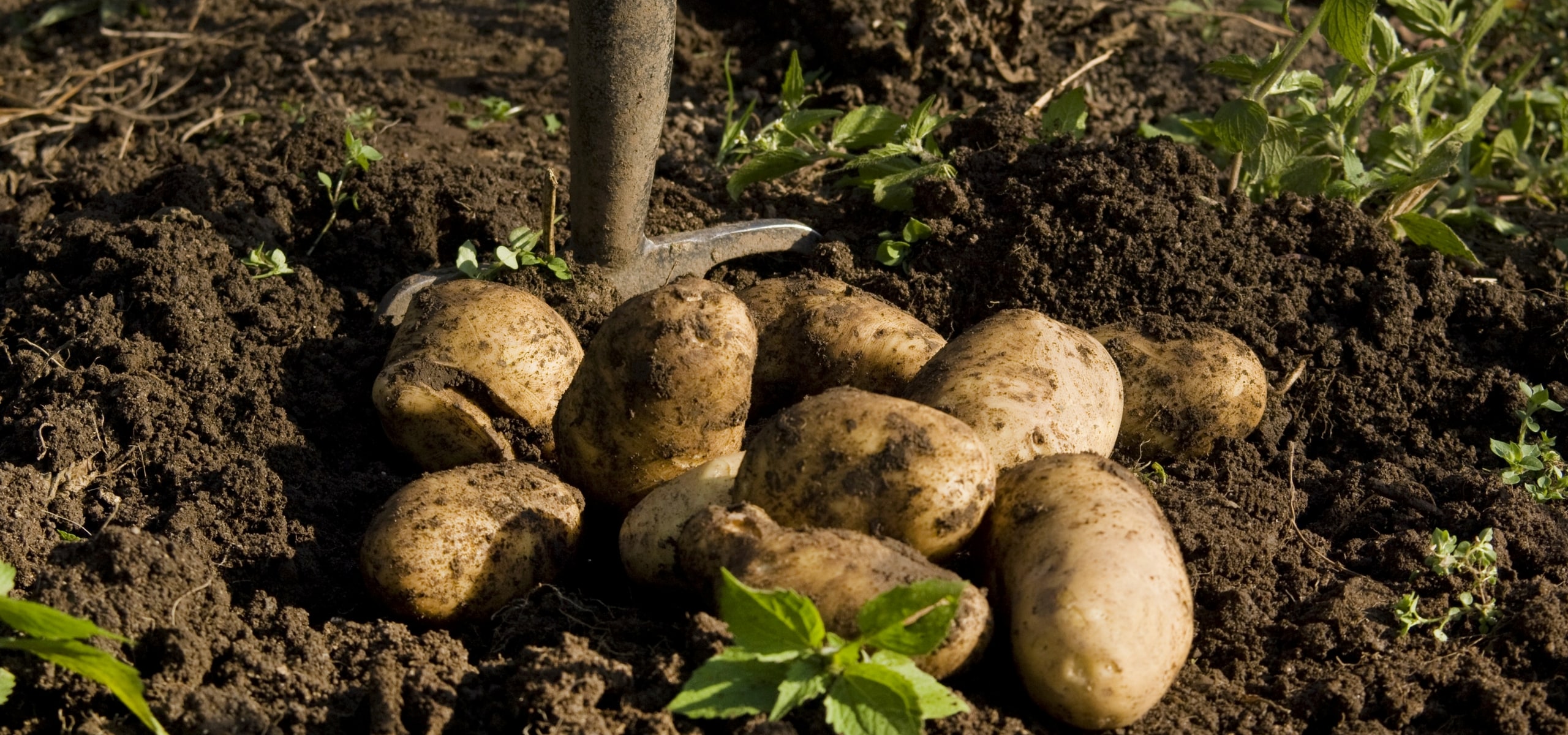 Cultura, colheita e conservação das batatas-inglesas