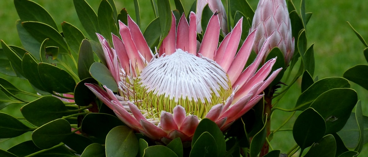 Plantar e cultivar plantas austrais