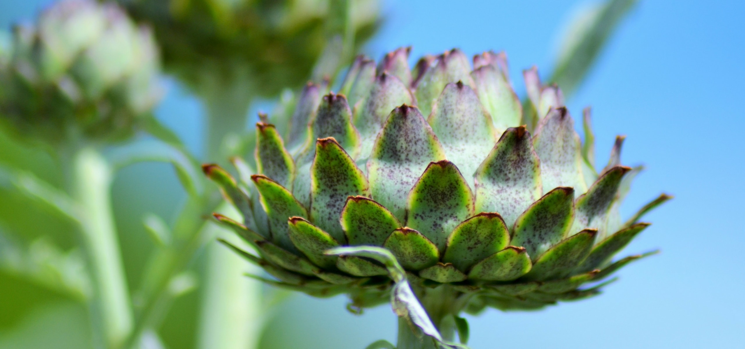 A alcachofra: plantação, sementeira, cultivo e manutenção