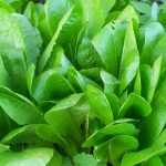 Cultivar endívias com sucesso