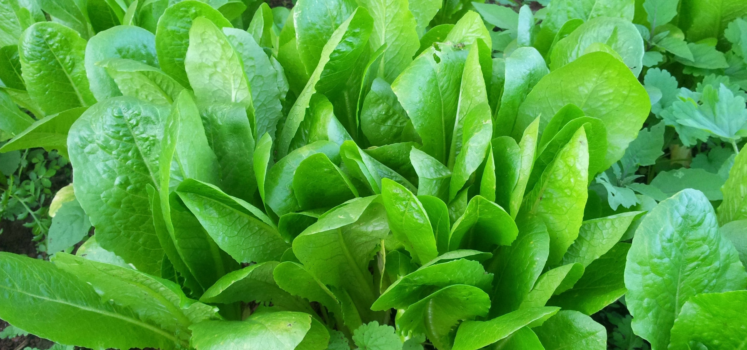 Cultivar endívias com sucesso