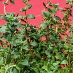 A sementeira das aromáticas