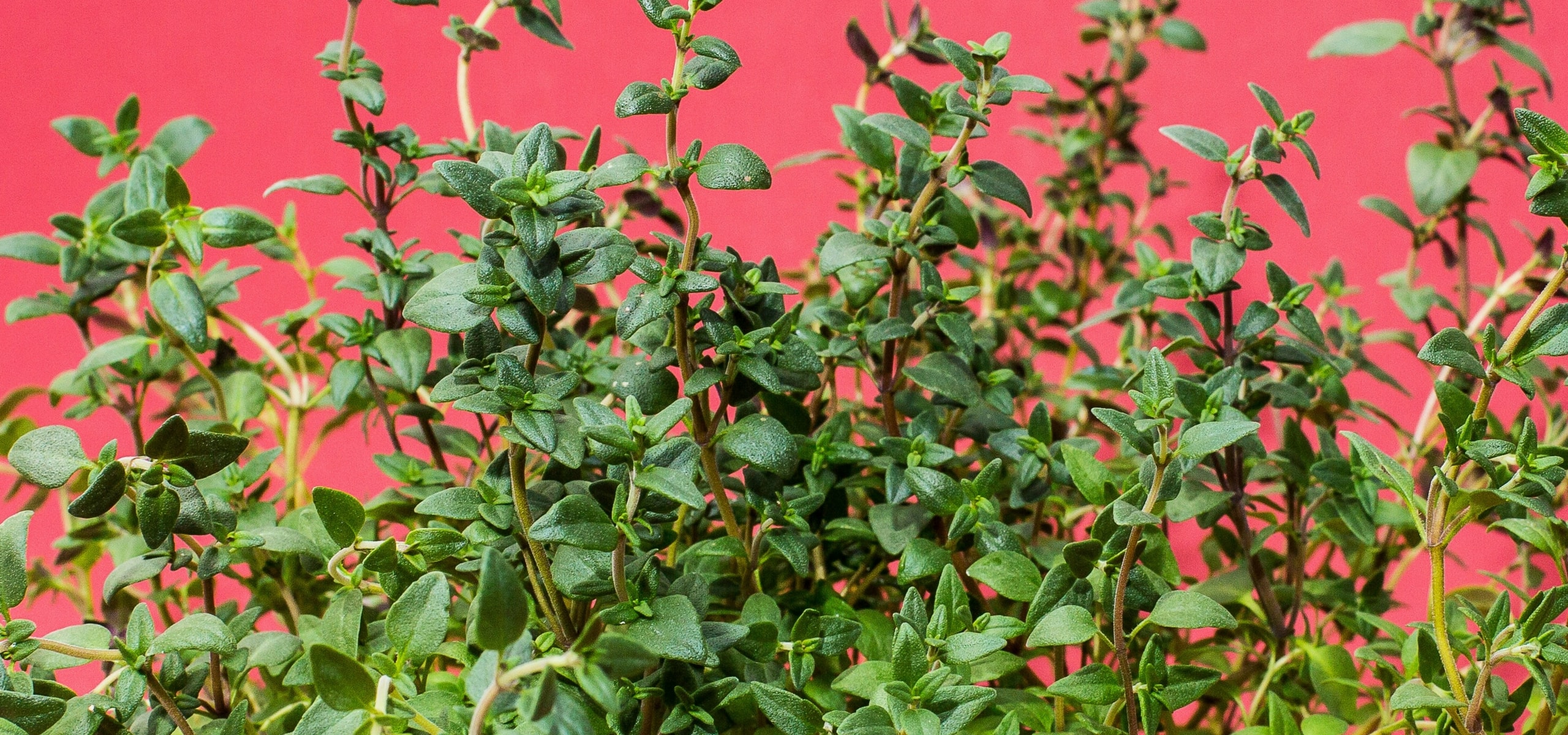 A sementeira das aromáticas