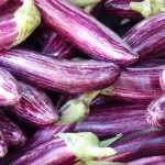 Cultivar beringelas com sucesso