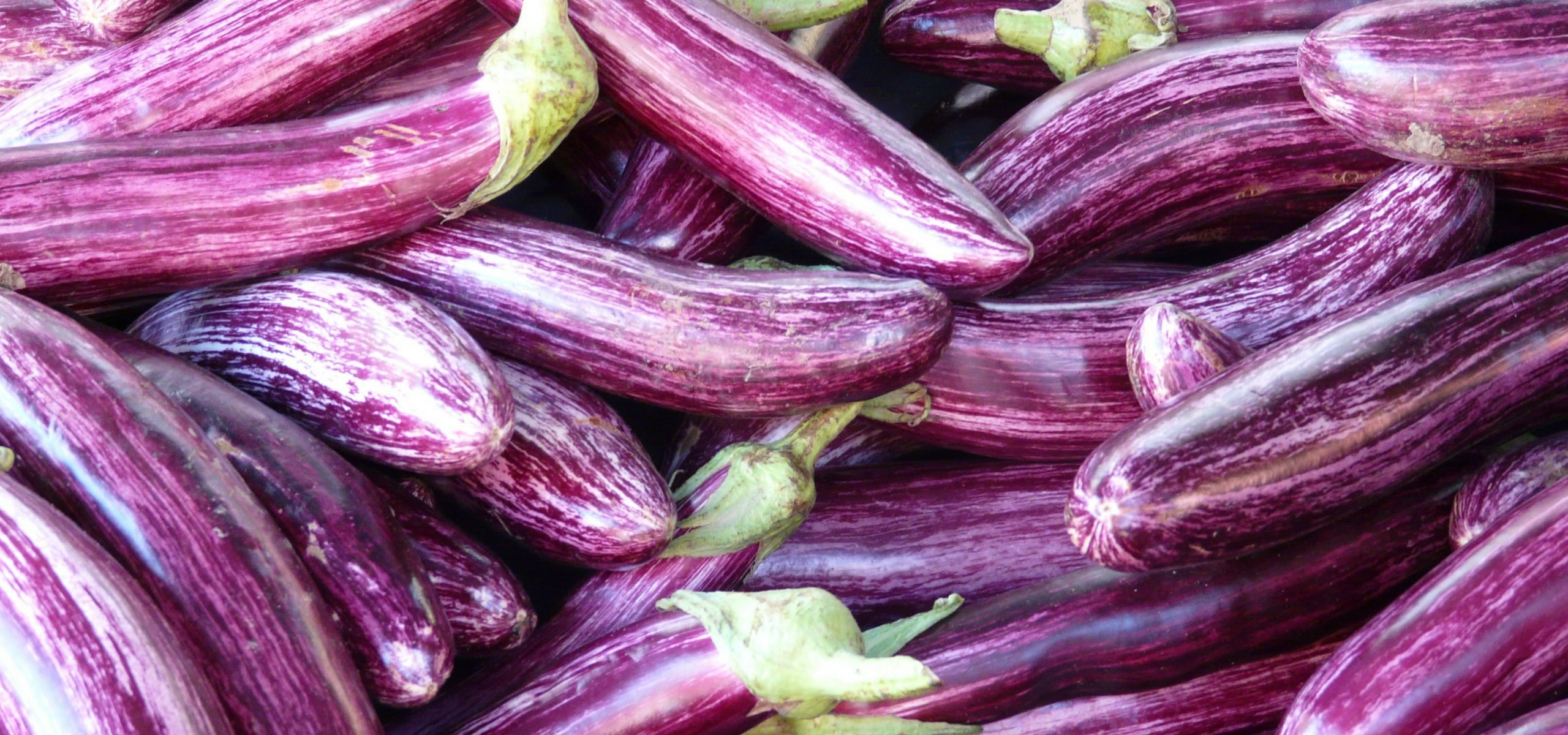 Cultivar beringelas com sucesso