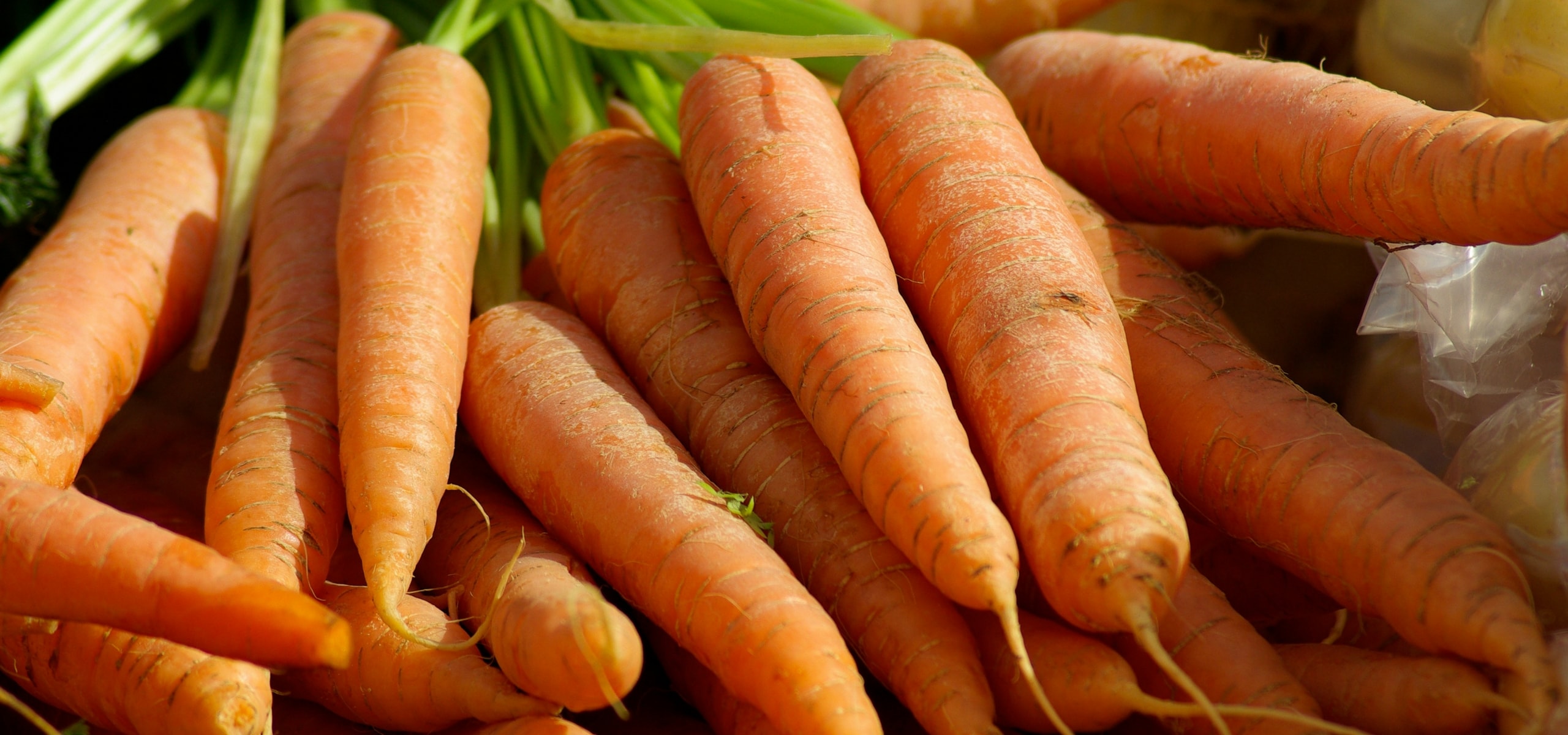 A cenoura: semear, cultivar, colher na horta