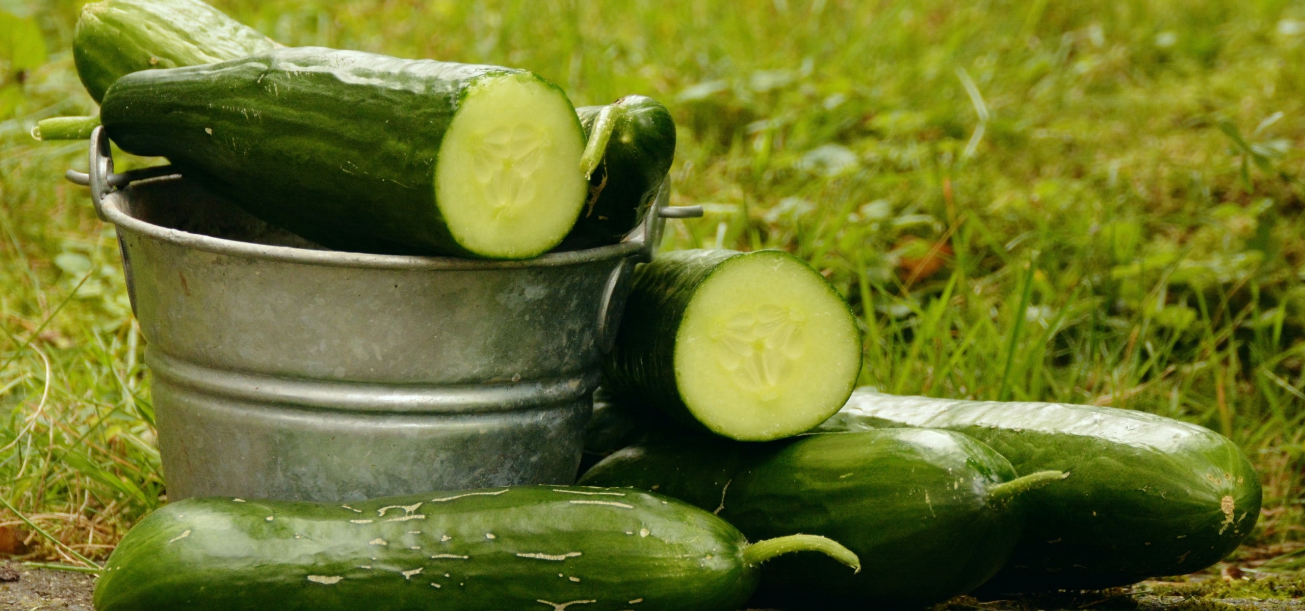 Cultivar pepinos com sucesso