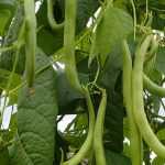 Cultivar feijão: truques e dicas