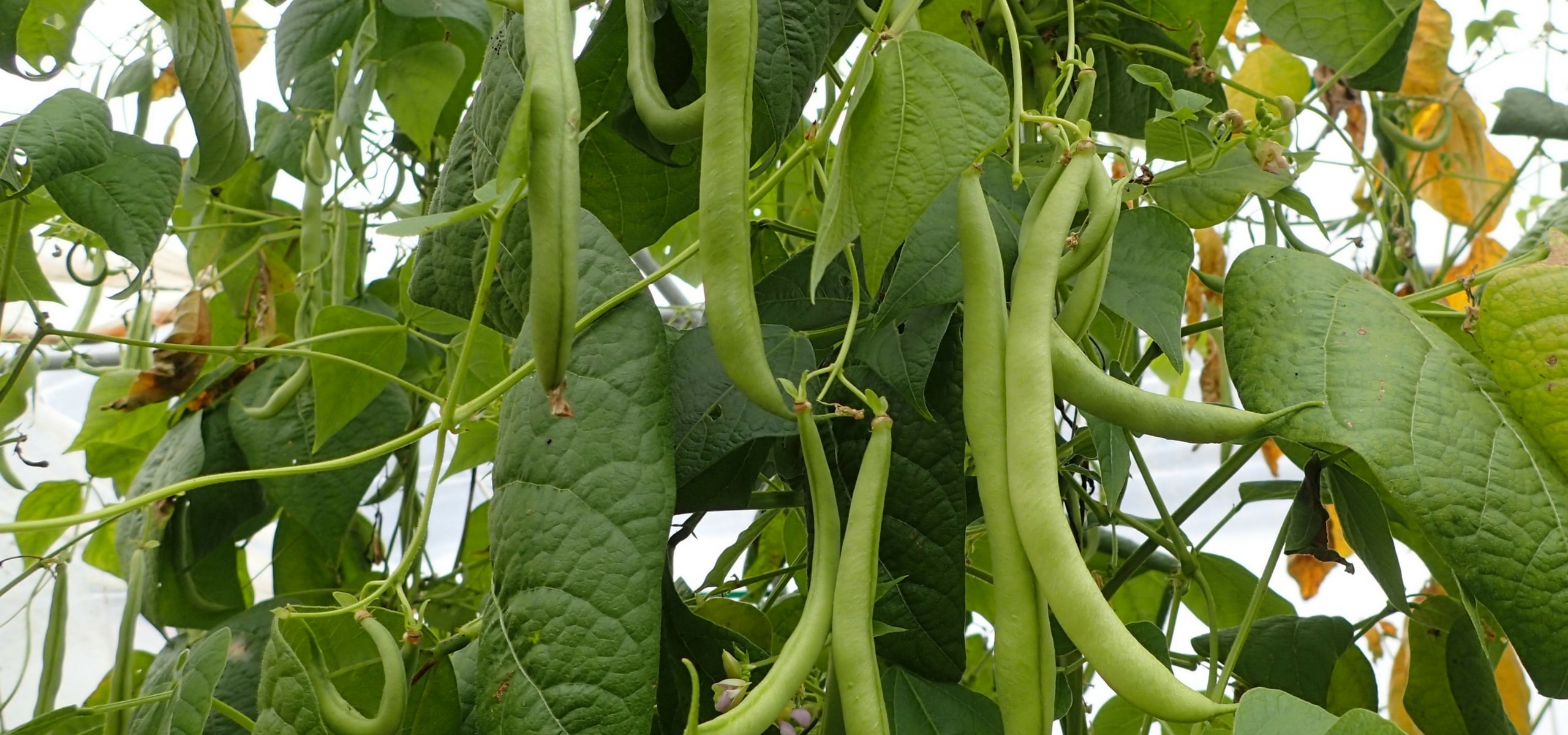 Cultivar feijão: truques e dicas