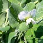 Cultivar ervilhas-anãs com sucesso
