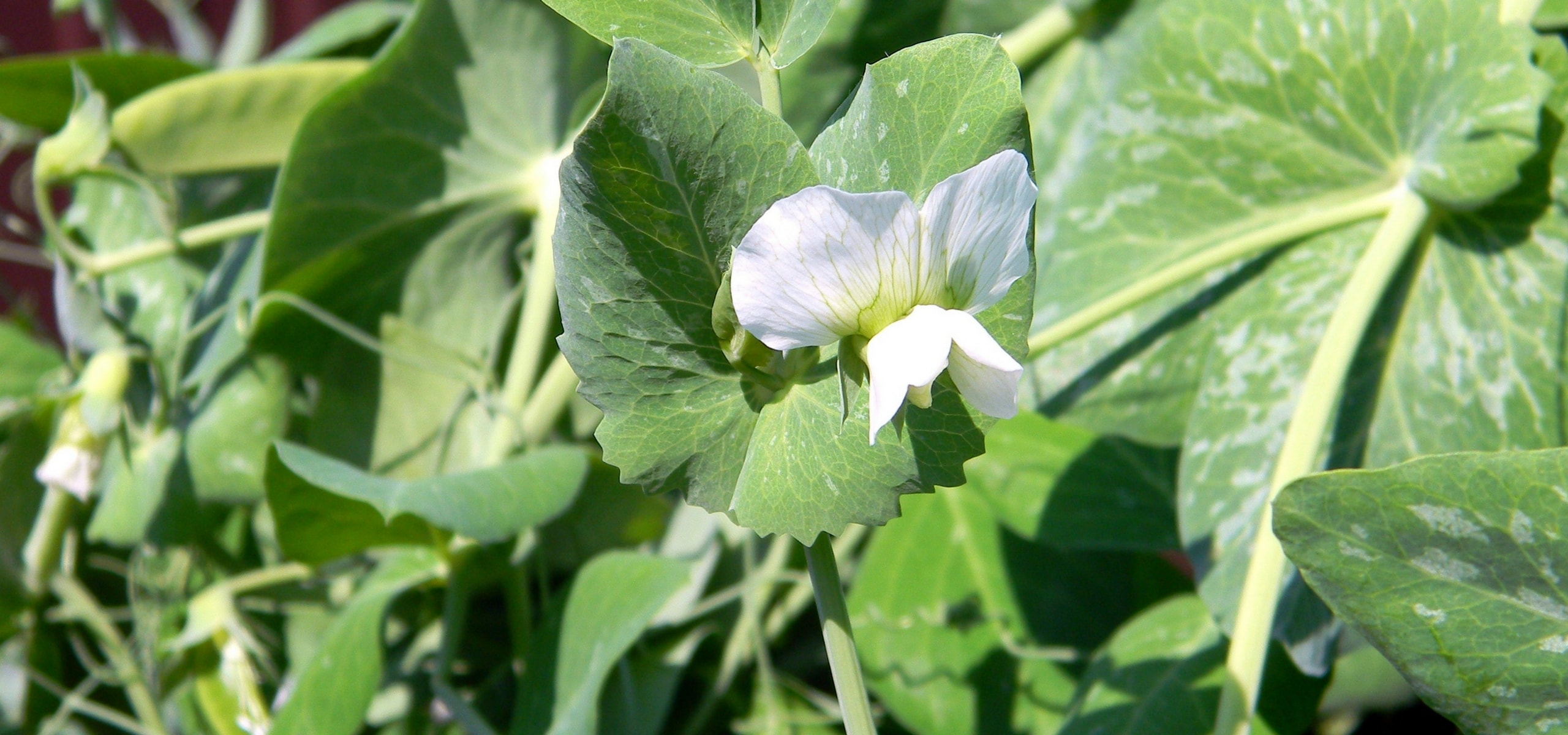 Cultivar ervilhas-anãs com sucesso