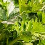 Cultivar o aipo-dos-pântanos com sucesso