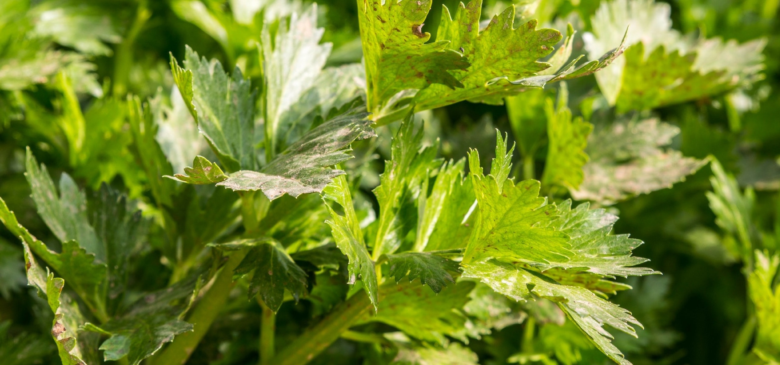 Como ter sucesso no cultivo do aipo-dos-pântanos