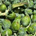 Cultivar couves-de-bruxelas com sucesso