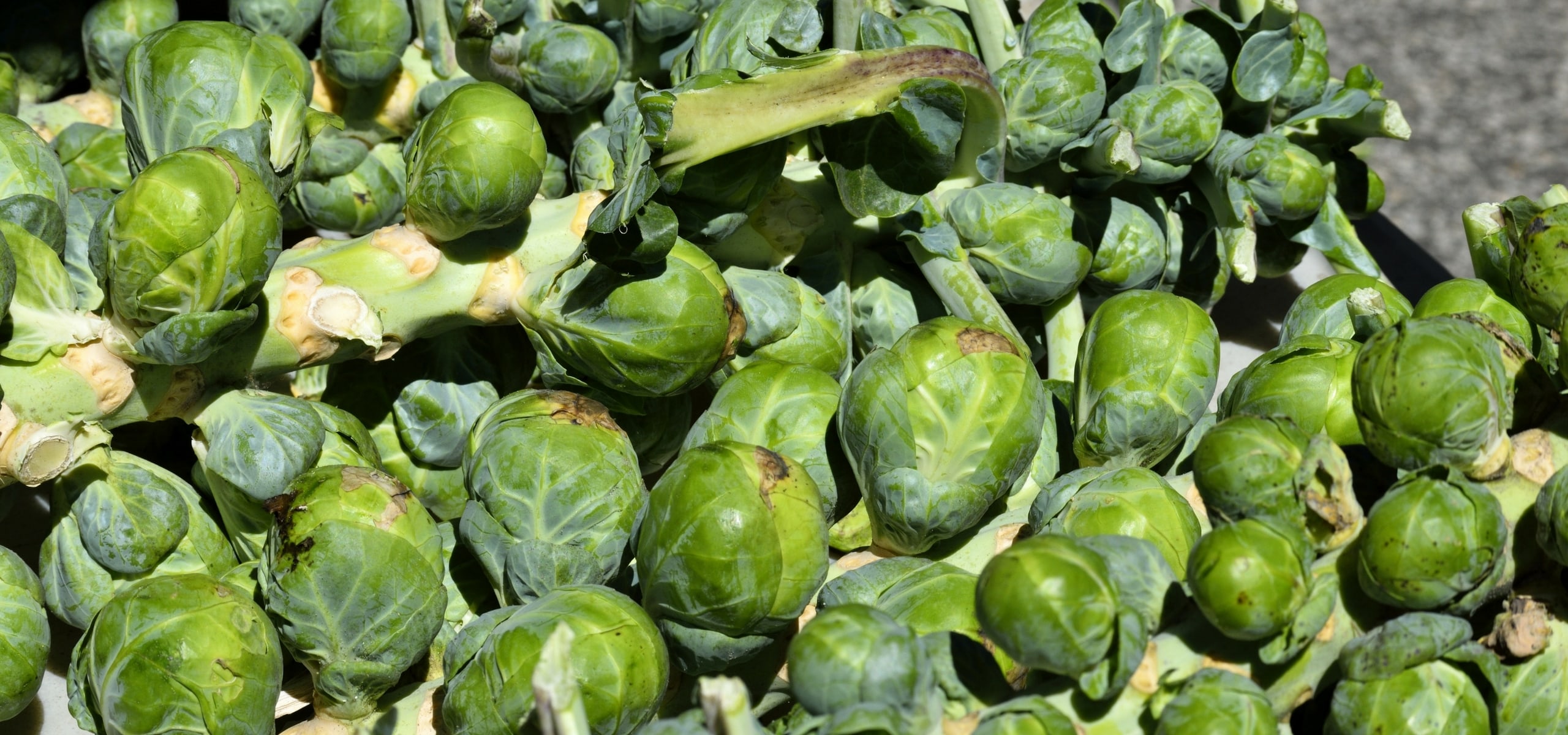 Cultivar couves-de-bruxelas com sucesso
