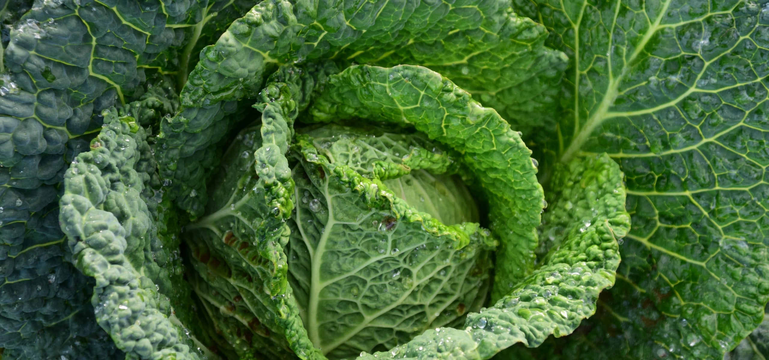 Cultivar a couve-repolho e a couve-de-Milão