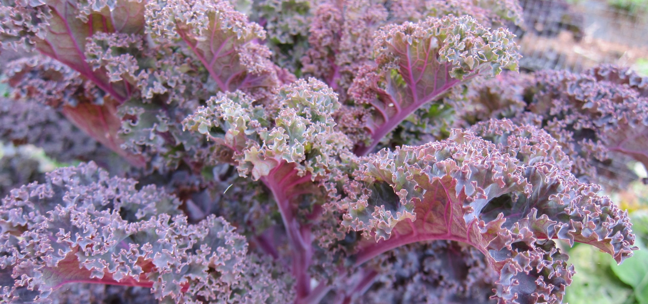 O cultivo do kale e da couve-frisada na horta