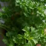 Cultivar a salsa com sucesso