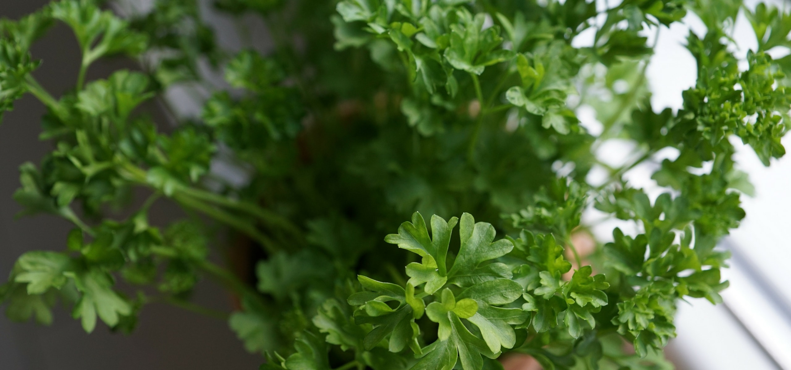 Cultivar a salsa com sucesso