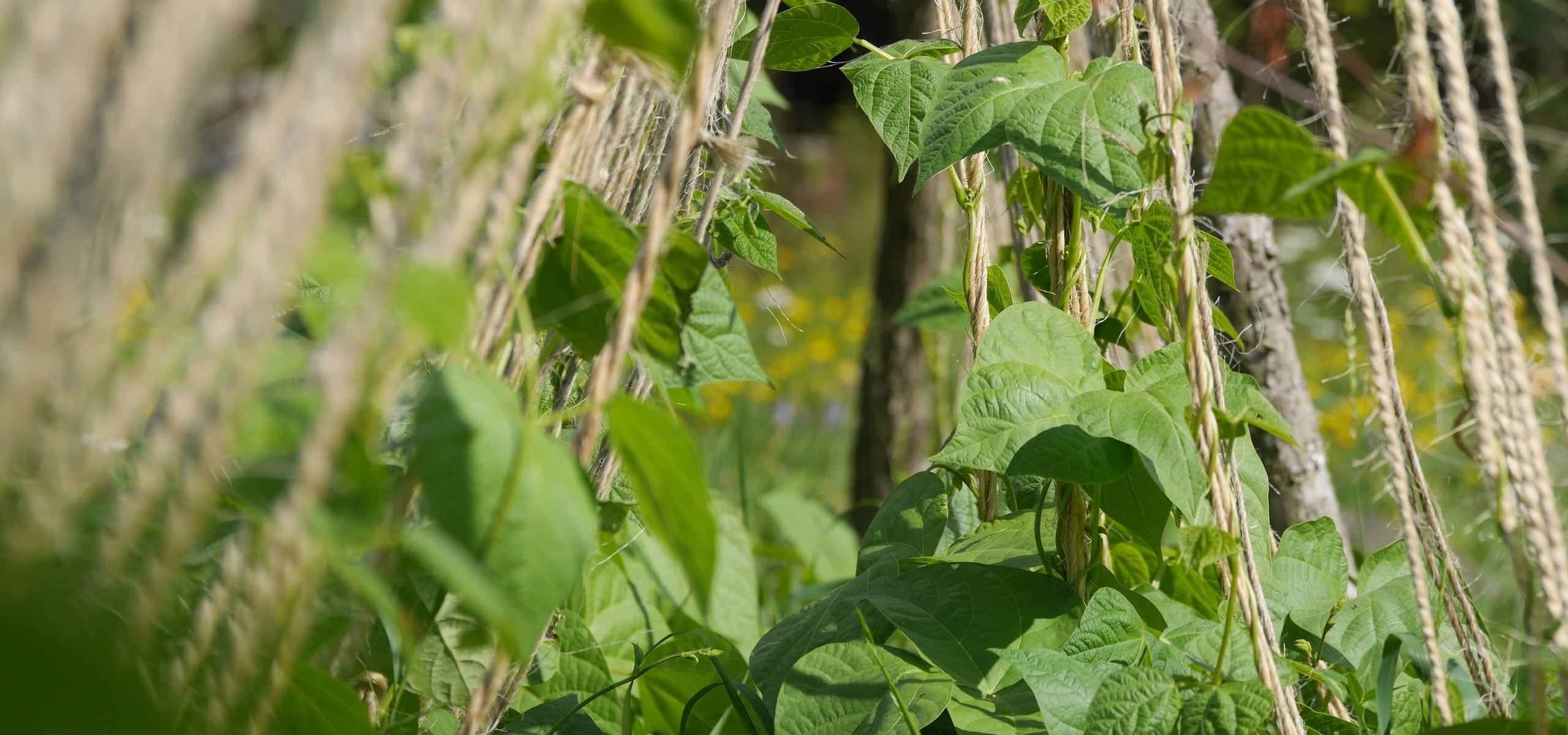 Tutorar as variedades de legumes de vara
