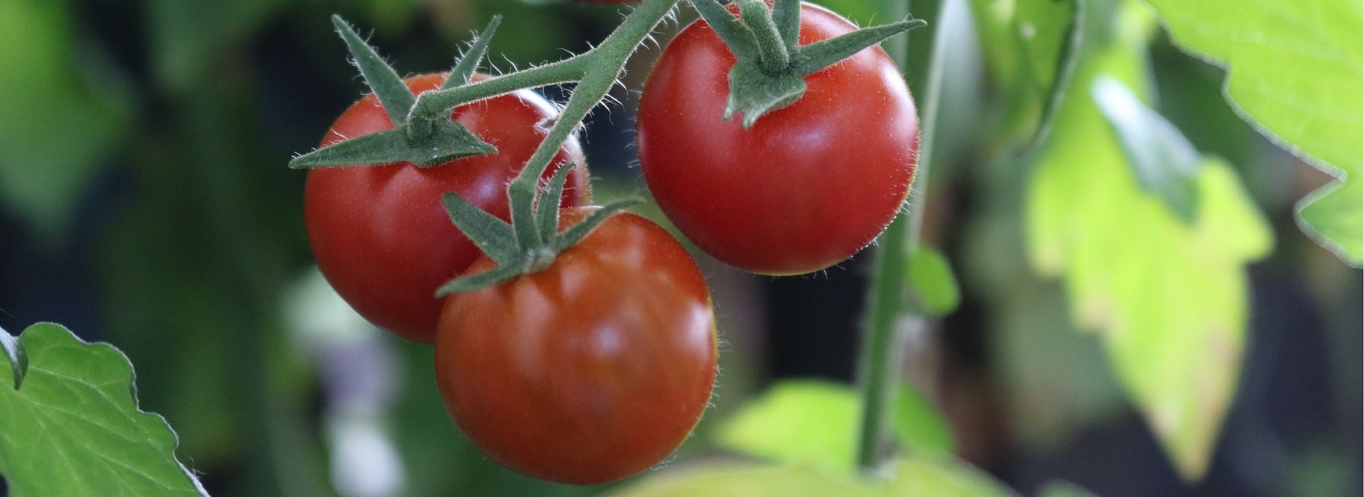 Cultivar tomates com sucesso