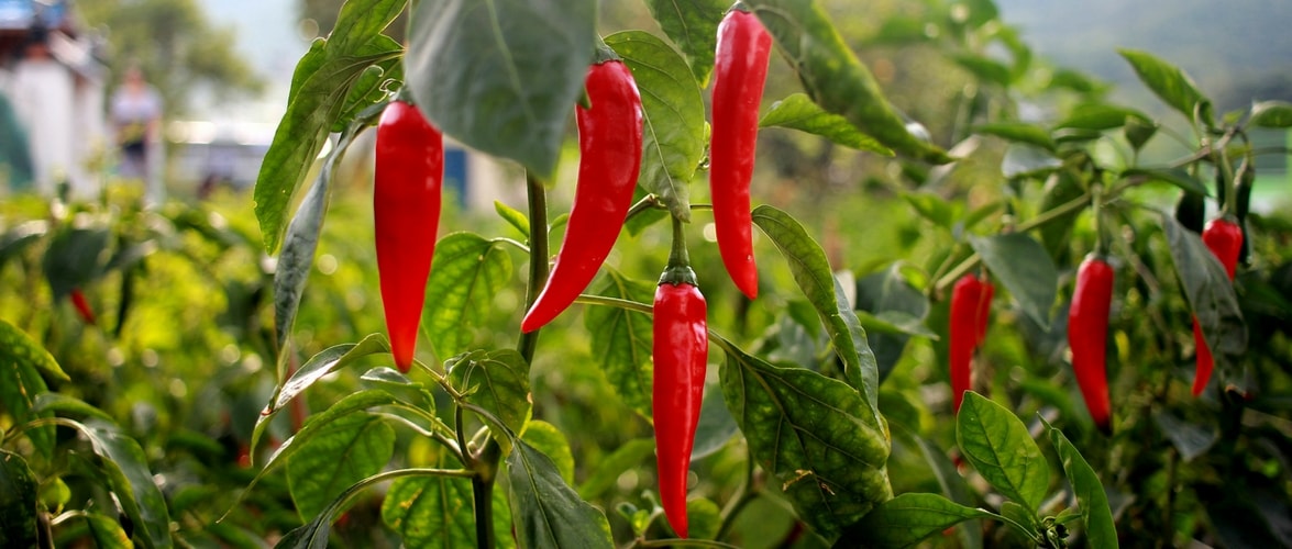 Escolhe as tuas pimentas consoante o nível de picante.