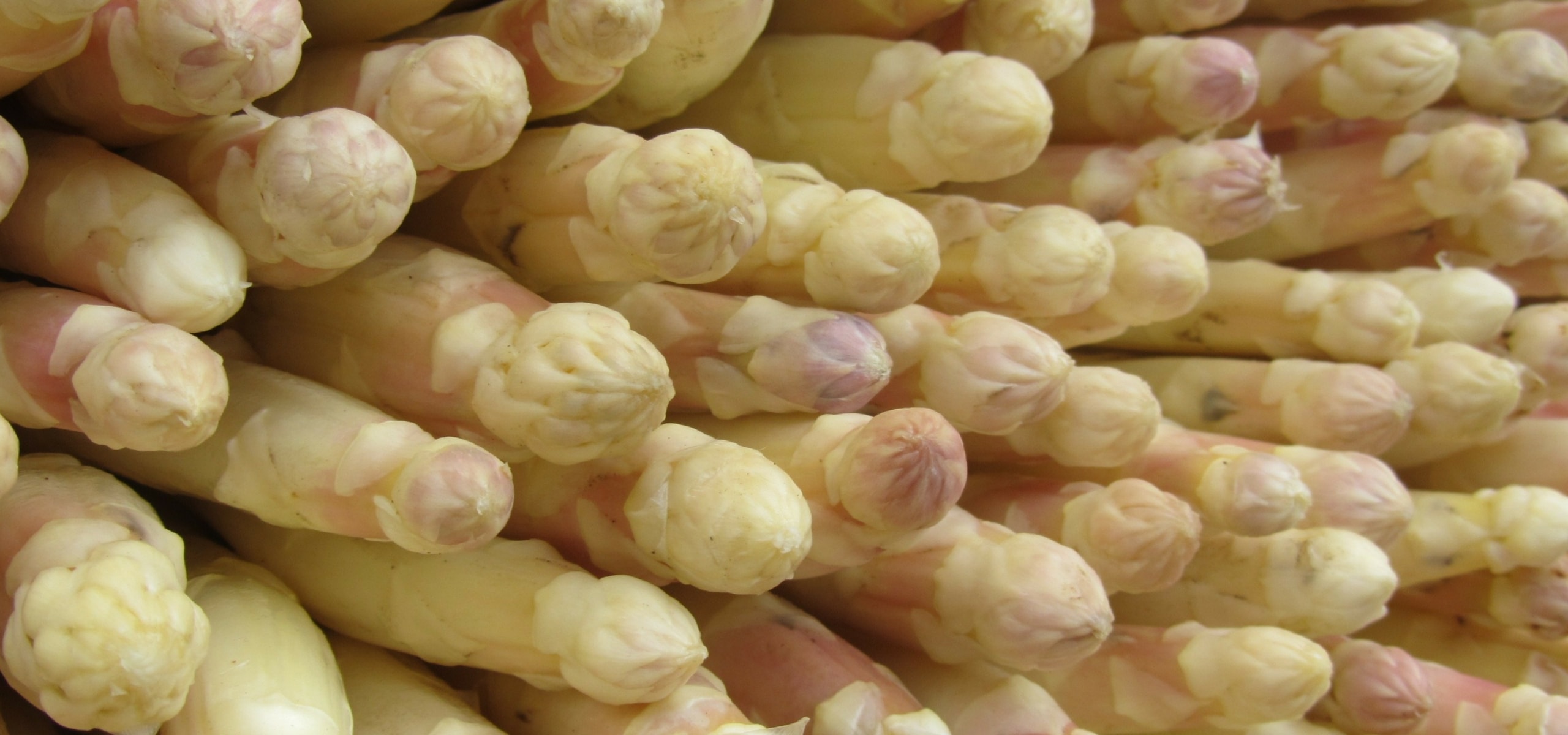 Cultivar espargos com sucesso
