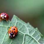Controlo biológico no jardim: atraia os auxiliares para proteger as suas culturas naturalmente