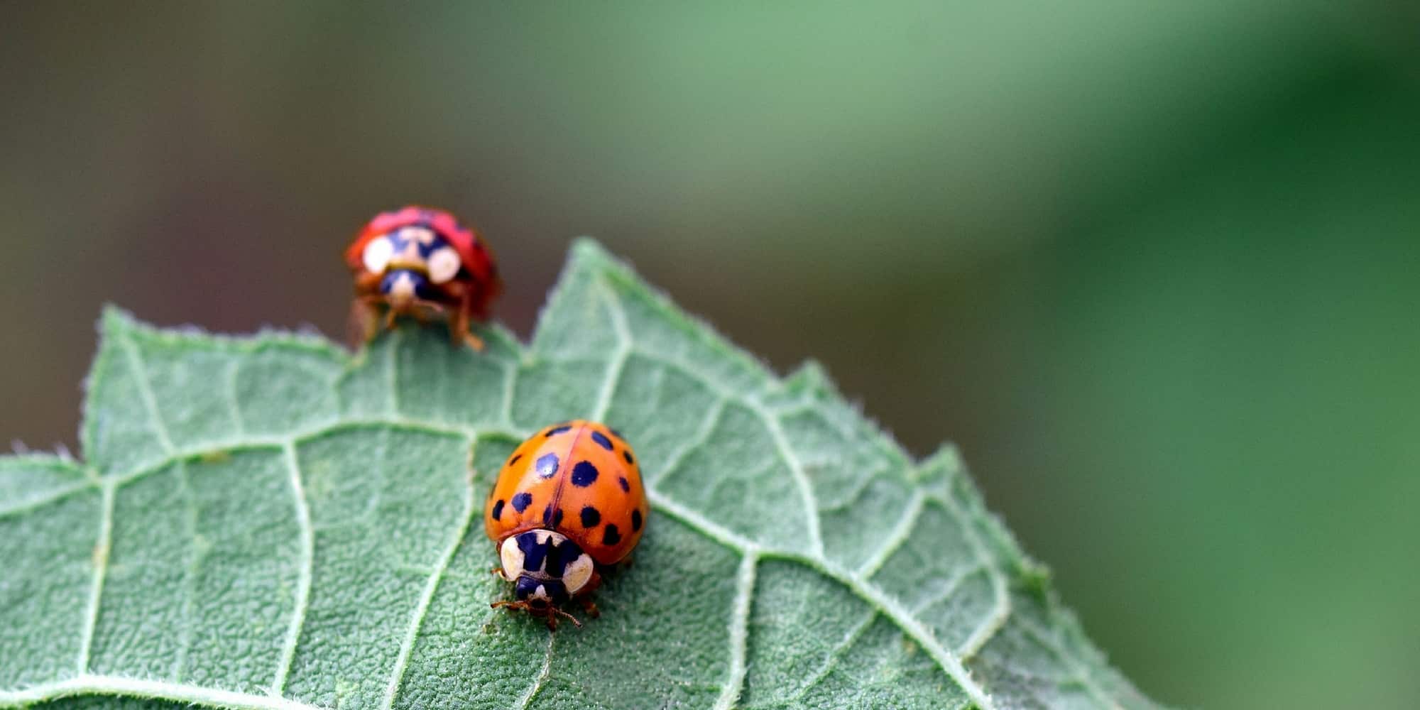 Controlo biológico no jardim: atraia os auxiliares para proteger as suas culturas naturalmente