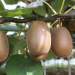 Cultivar o kiwi-amarelo