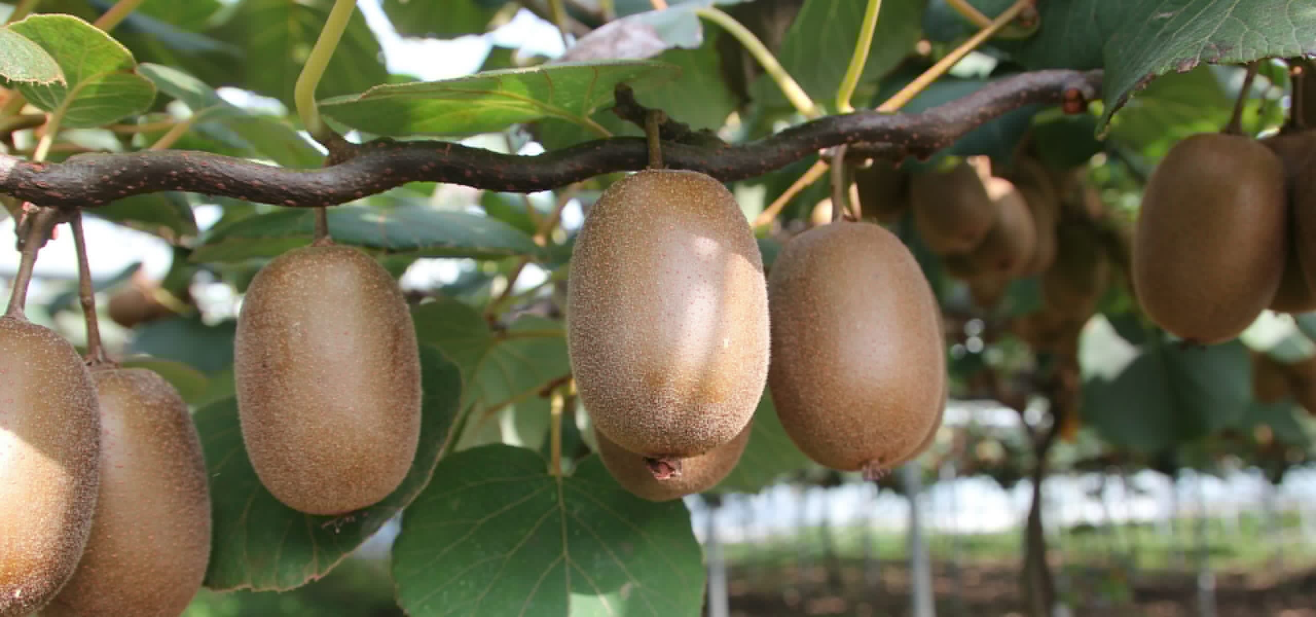 Cultivar o kiwi-amarelo