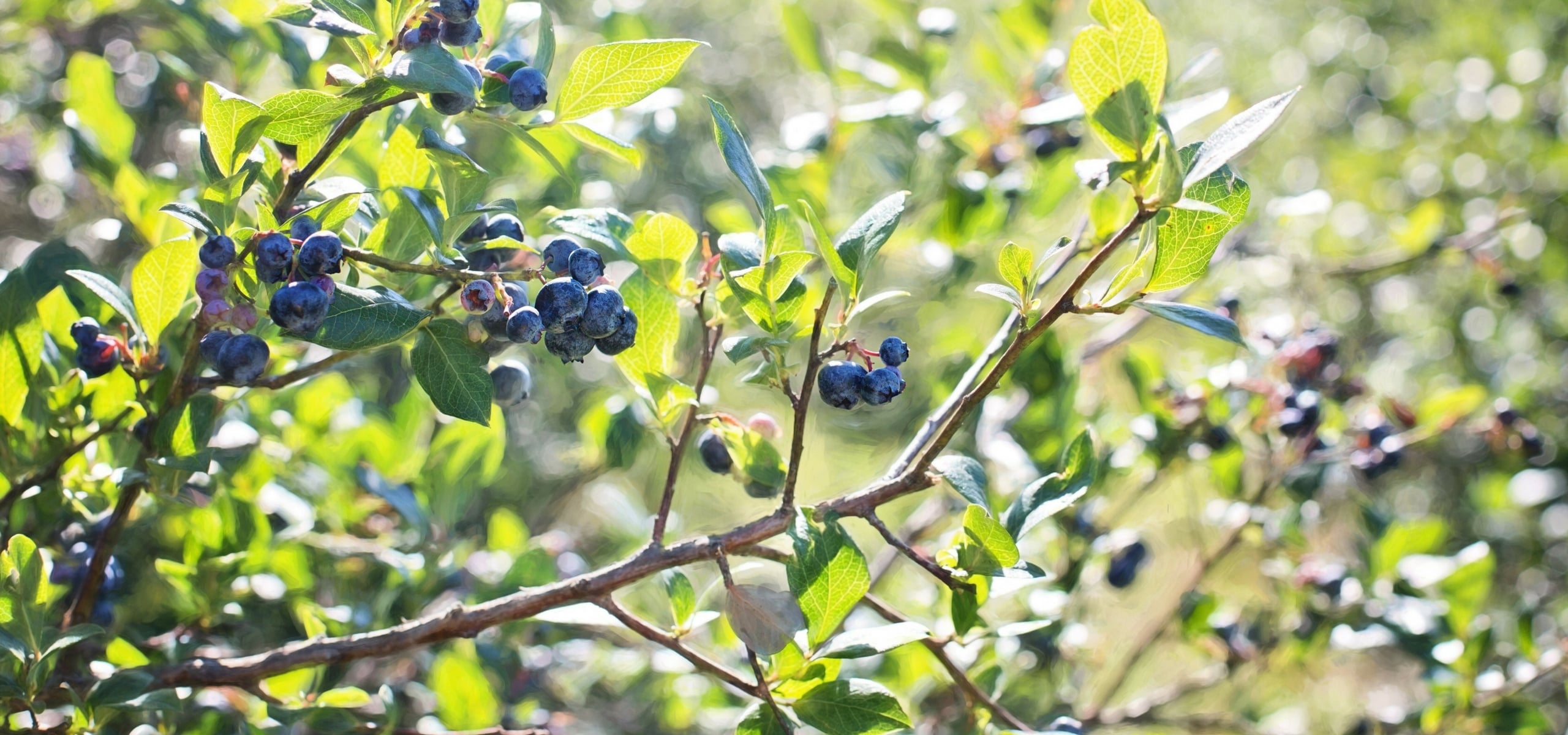 Cultivar os mirtilos