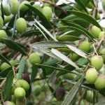 Plantar oliveiras