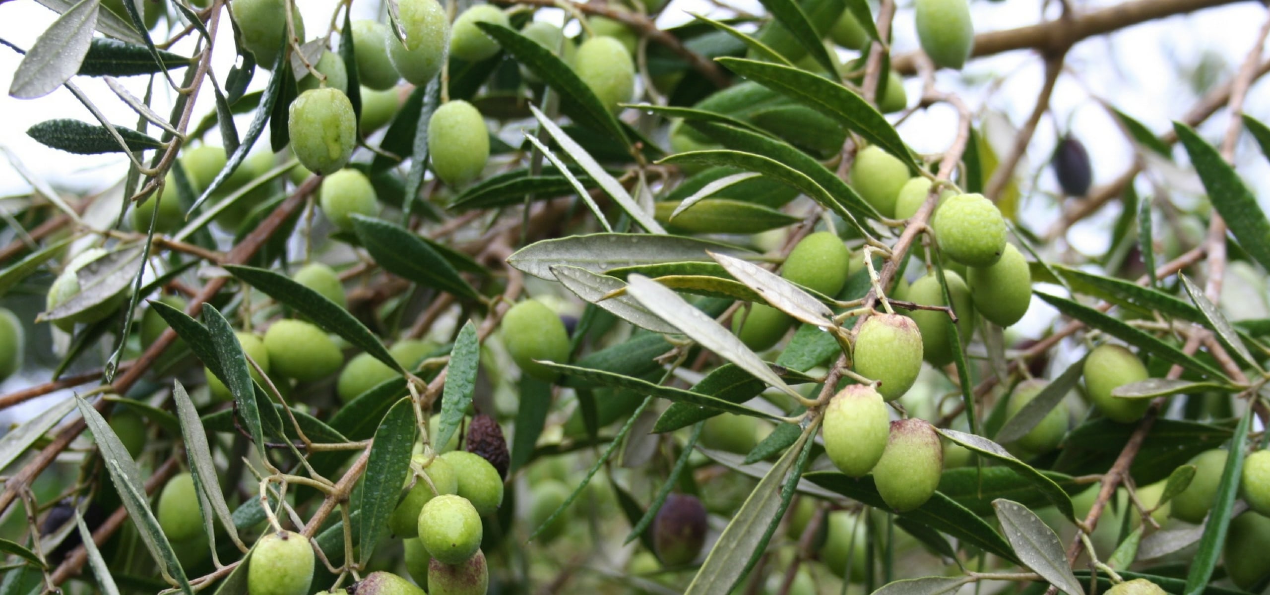 Plantar oliveiras