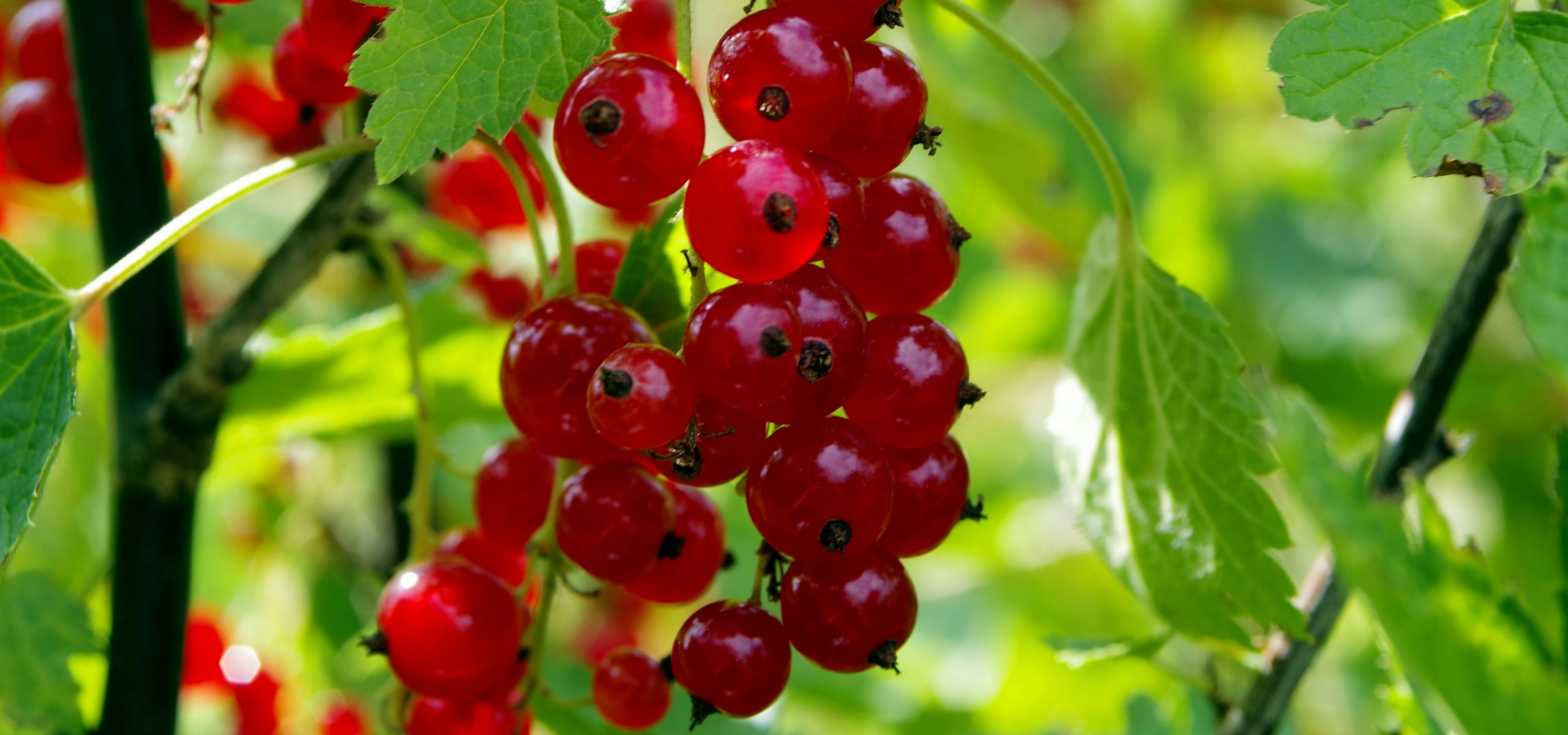 Plantar pequenos frutos