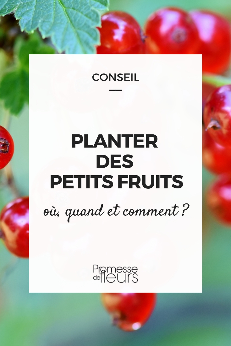 Plantação de groselheira, cássis, framboeseira e mirtileiro
