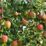 Macieira: plantação, poda e manutenção