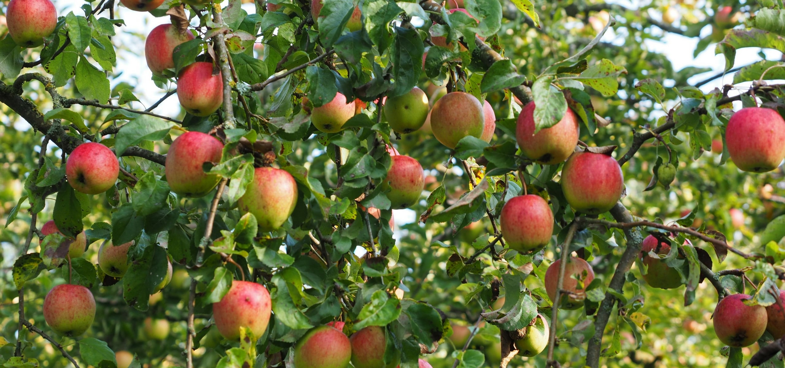 Macieira: plantação, poda e manutenção