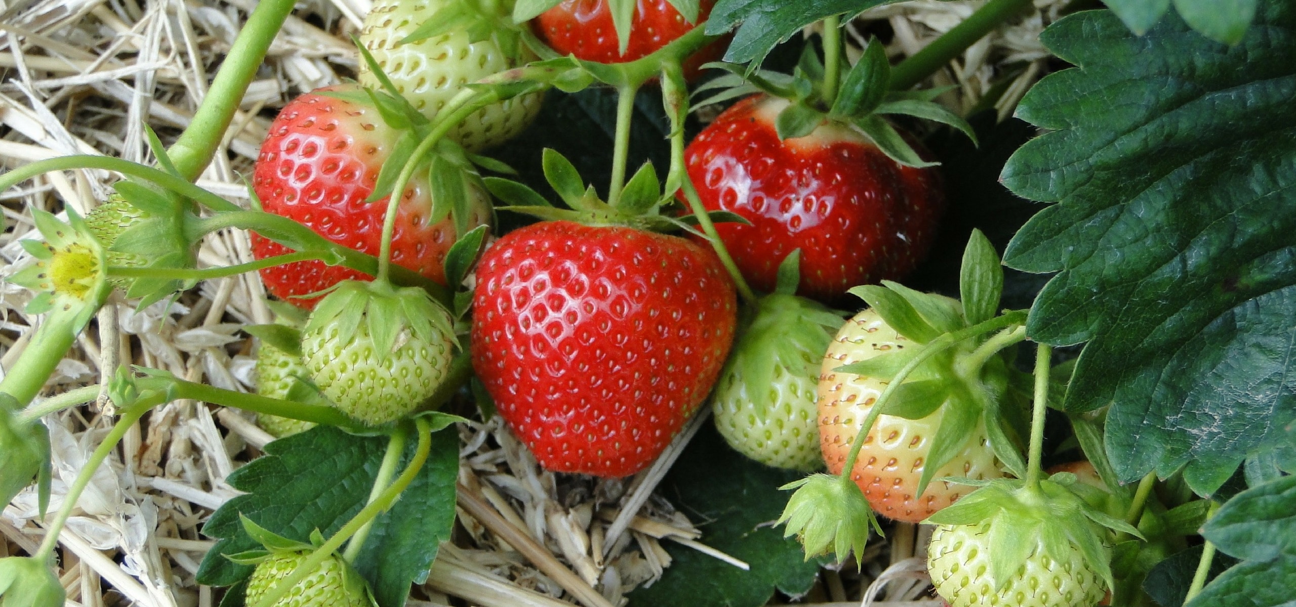 Cultivar os morangeiros