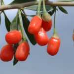 Cultivo, colheita e secagem do goji