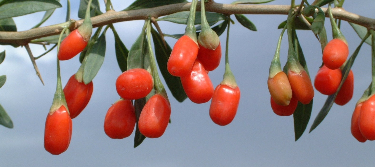 Cultivo, colheita e secagem do goji