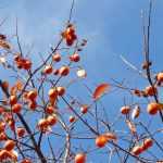 Diospireiro: plantação, poda e manutenção