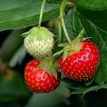 Plantar morangueiros de raízes nuas