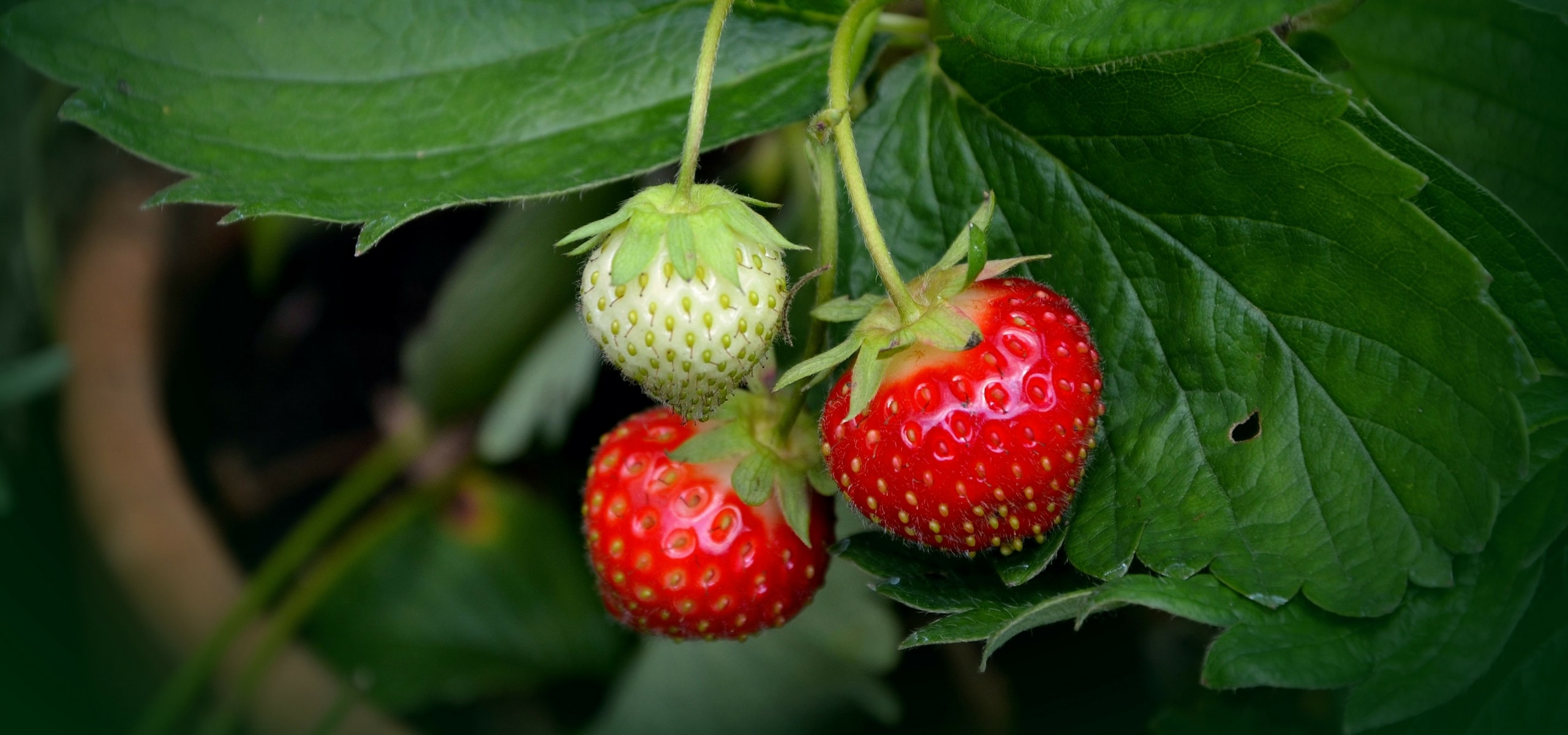 Plantar morangueiros de raízes nuas